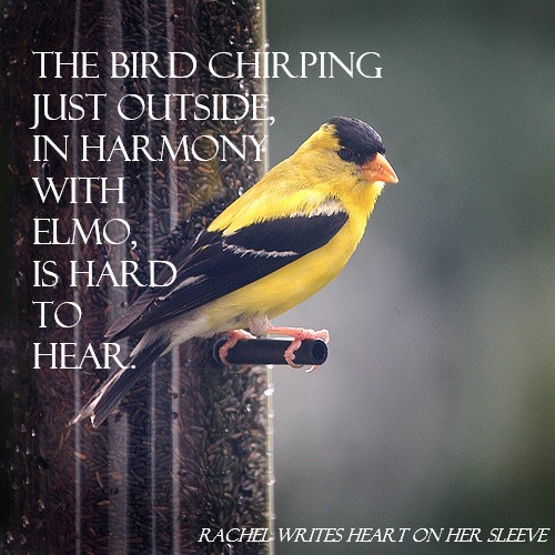 the bird chirping